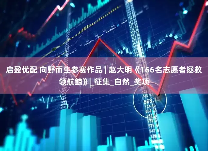 启盈优配 向野而生参赛作品 | 赵大明《166名志愿者拯救领航鲸》_征集_自然_奖项